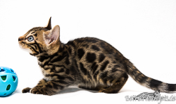 Bengalische Katze